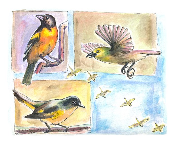 katherine molter art birds watercolr