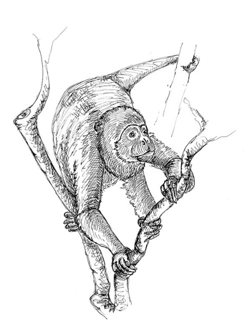katherine molter art ink drawing howler monkey