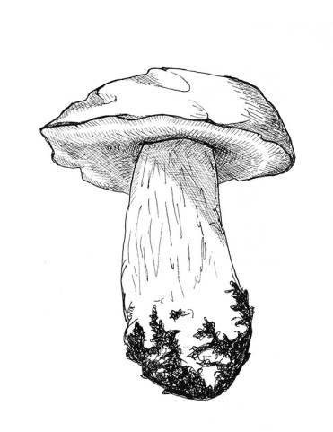 katherine molter art mushroom bolete ink drawing
