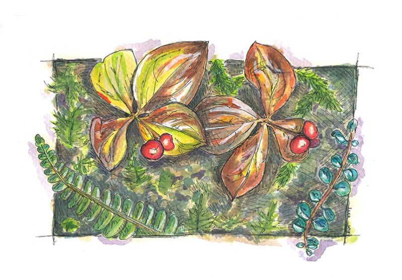 katherine molter art watercolor botanical forest floor ferns plants