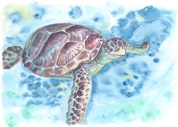 katherine molter art watercolor nature sea turtle